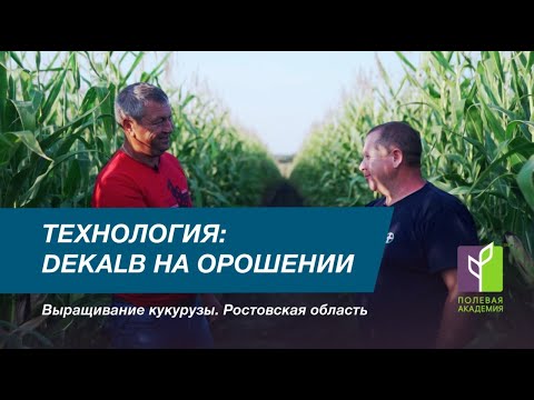 Видео: Технология выращивания кукурузы на капельном орошении
