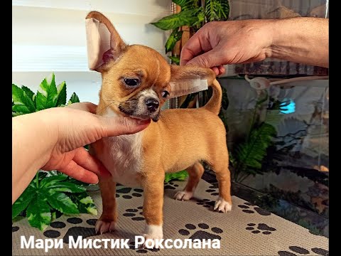 Видео: ПЕРВАЯ прогулка маленьких щенков ЧИХУАХУА на улице ЧАСТЬ № 1 / Тэффи или Триша ? / Продаю щенков