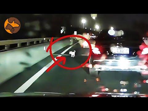 Видео: Бродячая собака упала на шоссе и не могла двигать лапами