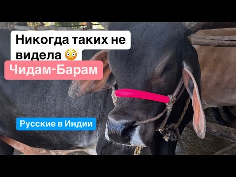 Видео: 21. ЧидамБарам. Шива Натараджи. Танцующий Шива. Русские в Индии. Паломнический тур.