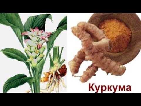 Видео: Гүлге келетін ШІРКЕЙДЕН ҚАЛАЙ ҚҰТЫЛАМЫЗ❓❓❓
