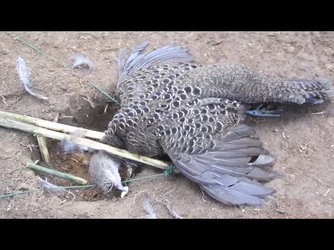 Видео: Part 5 : создайте ловушку-ножницы для ловли павлинов