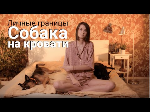 Видео: Как научить собаку команде «Место» | Отучить собаку спать на кровати c хозяевами | Личные границы
