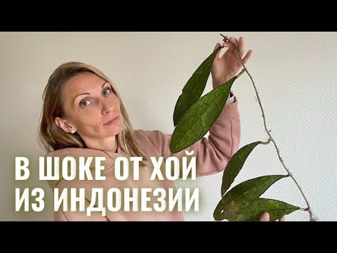 Видео: НОВЫЕ хойи из Индонезии. Стоит ли участвовать в закупках хой, все подводные камни