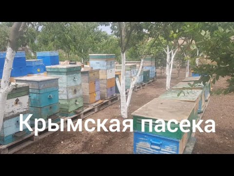 Видео: 12июня 2024 г.Крымская жизнь! Экскурсия на пасеку.