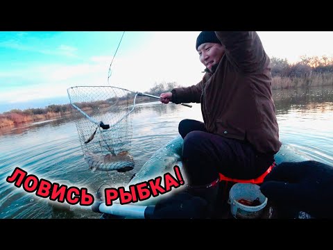 Видео: Налим на Нуре: случайность или строгий расчёт?