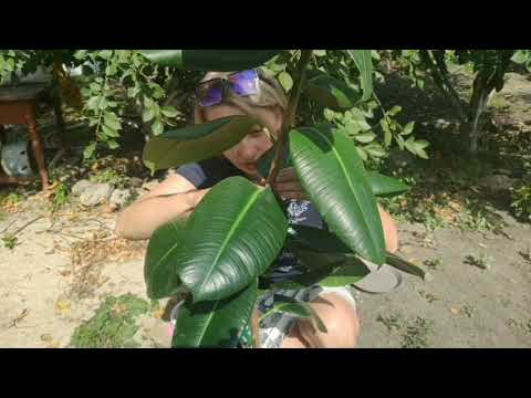 Видео: Укоренение фикуса Робуста воздушными отводками