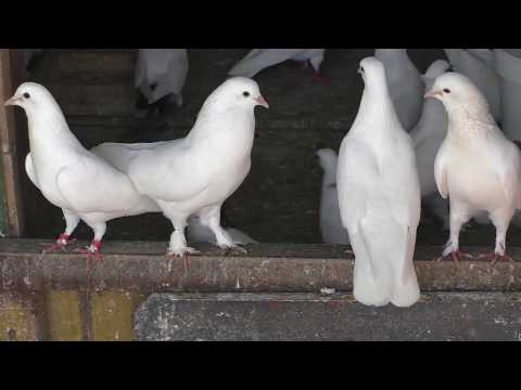 Видео: Размик рассказывает о голубях линии Арифа ! #голуби# ЧАСТЬ 1-ая...