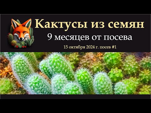 Видео: кактусы из семян  9 месяцев от посева  15 октября 2024 года  посев 1