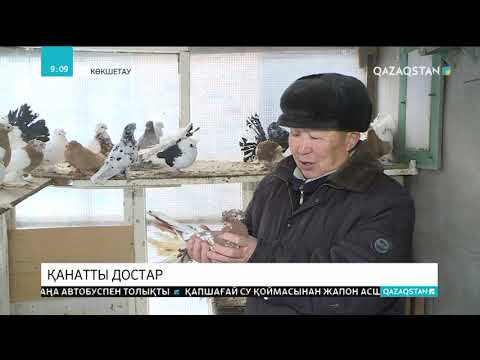 Видео: Көкшетауда кептерді жанына жарты ғасыр серік еткен ерекше жан тұрады
