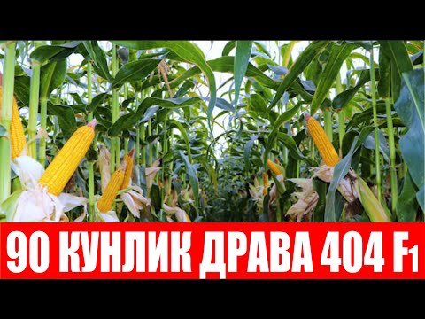 Видео: Такрорий экинга экилган Драва 404 F1ни 90 кунда дони пишди (Drava 404  F1)