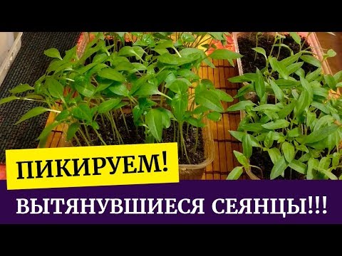 Видео: 🌱Перцы и баклажаны! Как правильно пикировать вытянувшуюся рассаду перцев и баклажанов🌱