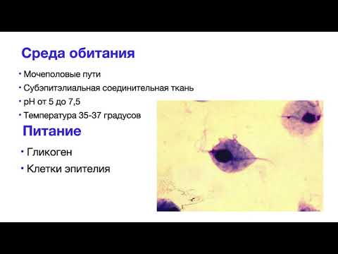 Видео: #лямблия #трихомонада #диарея #паразиты Простейшие - паразиты. Часть 1