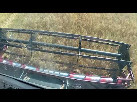 Видео: Палессе GS812//обмолот овса напрямую