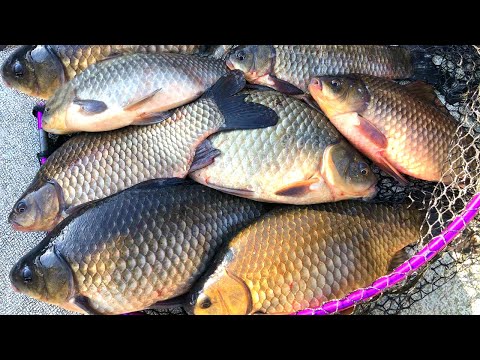 Видео: Не рыбалка, а праздник! Дикие караси монстры клюют по два сразу! Ловля карася на блесну!