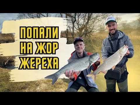 Видео: ЭТИ РЫБИНЫ РАЗГИБАЮТ КРЮЧКИ! ЖЕРЕХ весной на перекате. Рыбалка на СТИКИ.