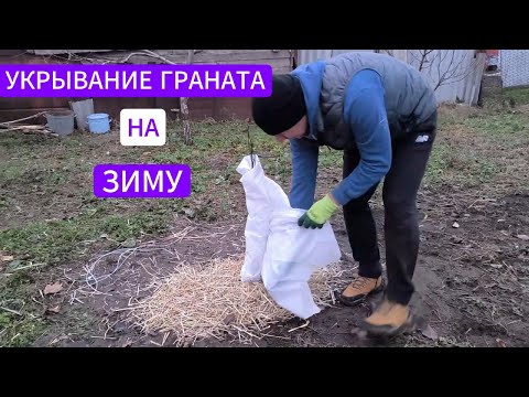 Видео: Укрытие граната на зиму. Проверенный способ !