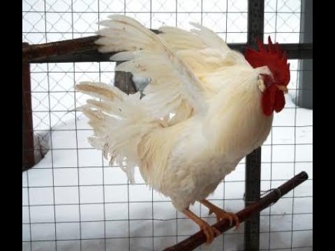 Видео: Зимнее ожирение у кур несушек, лечение.
