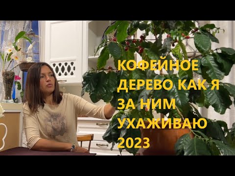 Видео: КОФЕЙНОЕ ДЕРЕВО КАК Я ЗА НИМ УХАЖИВАЮ 2023