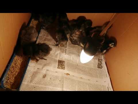 Видео: Цыплята от 0, как вырастить без потерь