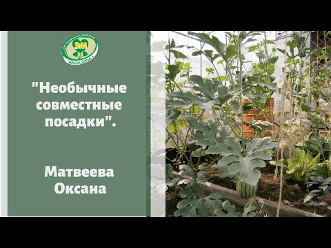Видео: Необычные совместные посадки в теплице и в открытом грунте. Совмещаем все. Матвеева Оксана
