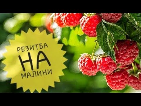 Видео: Резитба на ремонтантни малини