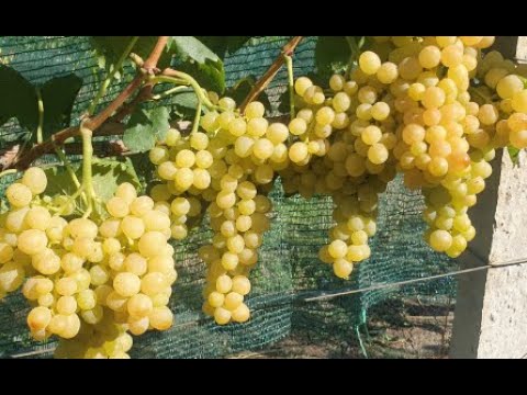 Видео: Зрізка ягоди в кінці серпня 2025