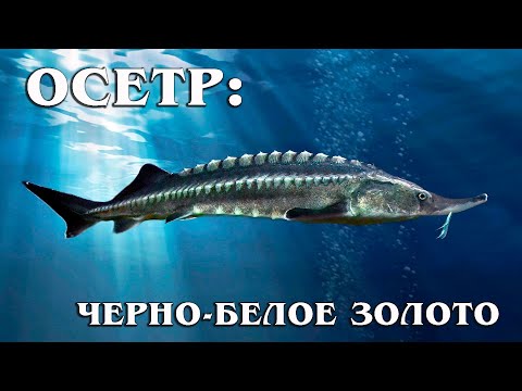 Видео: Осетр: Исчезающая Царь-Рыба | Интересные факты про осетра