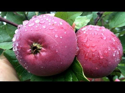 Видео: Секреты подкормки плодовых деревьев для здорового урожая