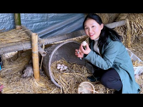 Видео: Наседка высиживает цыплят, с нетерпением ждет рождения цыплят через 21 день.