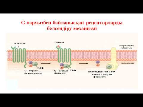 Видео: 11_класс_Биология_Мембраналық рецепторлар арқылы гормондық сигналдардың берілуі.