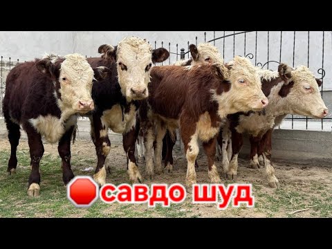 Видео: БУКАЧАХОИ ГРЕФОРД ВА ГУНОЖИН СРОЧНА БЕНТОН БО НАРХИ АРЗОН АДРЕС Ш ХУЧАНД МОЛ.ОЗОРИ ХУЧАНД ХУДЖАНД