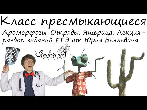 Видео: Класс пресмыкающиеся. Ароморфозы. Отряды. Ящерица. Лекция и разбор заданий от Юрия Беллевича
