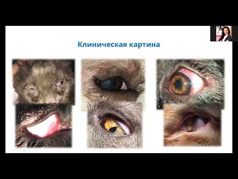 Видео: 8.02.22 Вебинар МЗВС х Т Хелпер Клеточные Технологии: Заворот век  особенности блефаропластики