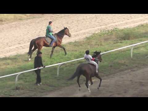 Видео: 25.09.2016 г. Аламан-байга