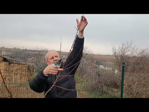 Видео: Резитба на двугодишни дръвчета-Ябълки, Череша, Праскови, Круша.