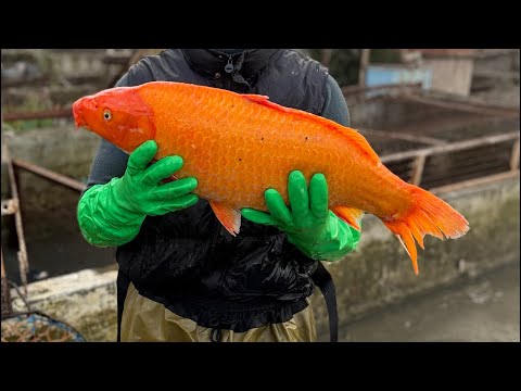 Видео: Star_fishss в прямом эфире! world 🌎 fish house