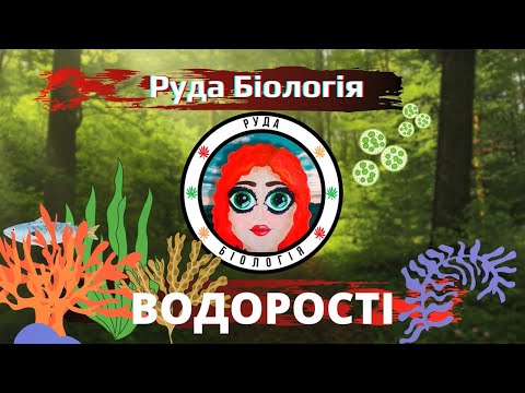 Видео: Водорості (Руда Біологія)