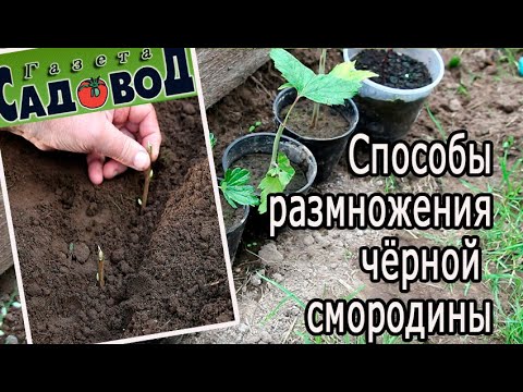 Видео: СПОСОБЫ РАЗМНОЖЕНИЯ ЧЁРНОЙ СМОРОДИНЫ