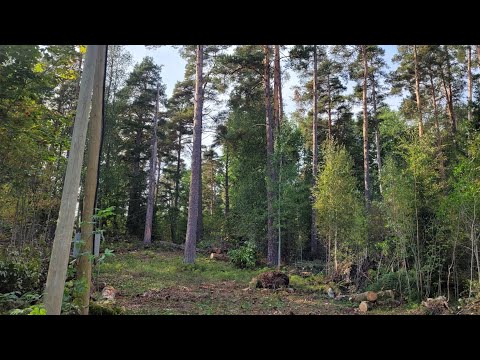 Видео: 3 участка г.Приозерск, ул.Березовая