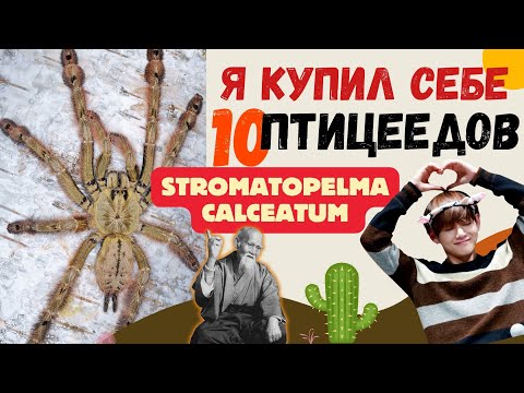 Видео: Я КУПИЛ СЕБЕ 10 ПАУКОВ-ПТИЦЕЕДОВ / Stromatopelma Calceatum