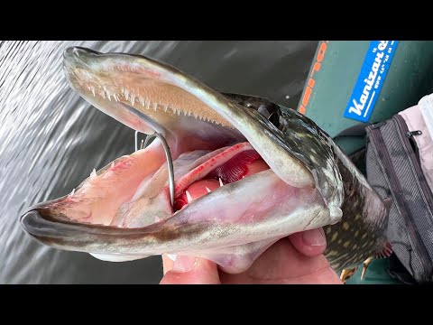 Видео: Осіння рибалка. Тестую Новий Спінінг 2,62 метри. Ловля щуки і стрім-спінер Мокра Мася!