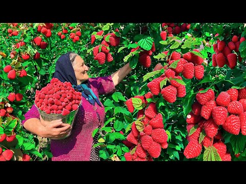 Видео: Соберите Много Свежей Красной Малины и Приготовьте Варенье и Пирог на Зиму!