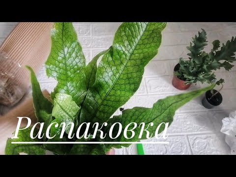 Видео: Распаковка посылки, Алоказия Жаклин, папоротники и сухарь😭.