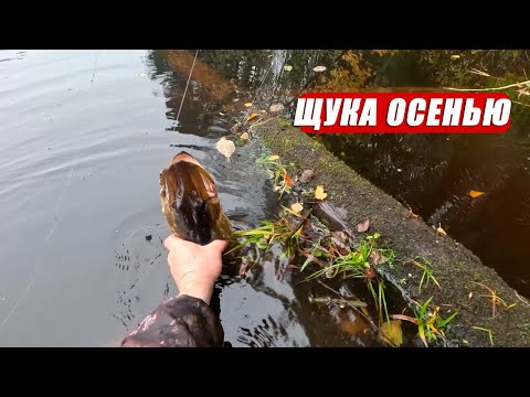 Видео: Щука осенью клюёт одна за другой! Ловля на живца в октябре