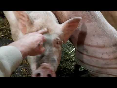 Видео: С.С.А//Свиньи шесть месяцев ,кто кого ,Крупная Белая или Оптимус//