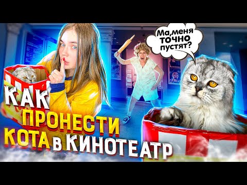 Видео: КАК ПРОНЕСТИ КОТА КЕВИНА В КИНОТЕАТР? 5 СПОСОБОВ