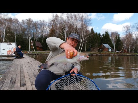 Видео: Нахлыст для начинающих. Ловля форели на платных водоёмах. 3 часть.