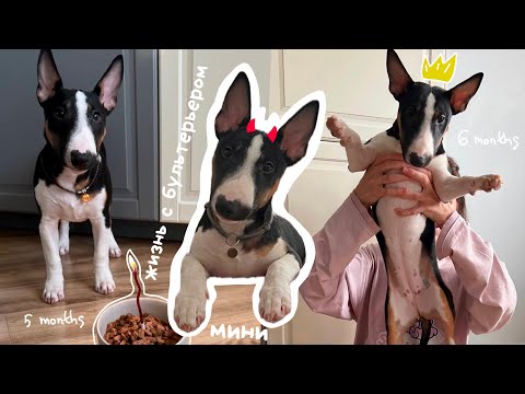 Видео: Завели бультерьера / Жизнь 24/7 с щенком миниатюрного бультерьера / Миниатюрный бультерьер
