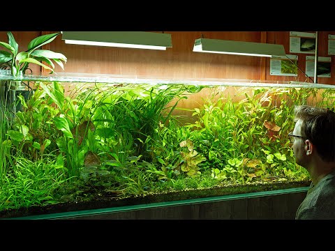 Видео: «Четвёртый путь» — Аквариумы в естественном стиле